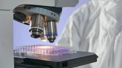 Medical plate under the microscope for studying of pseudomonad and dangerous Stock Photos