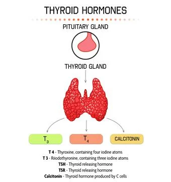 Medical poster with thyroid hormones image on light background Stock Illustration