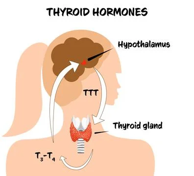 Medical poster with thyroid hormones image on white background Stock Illustration