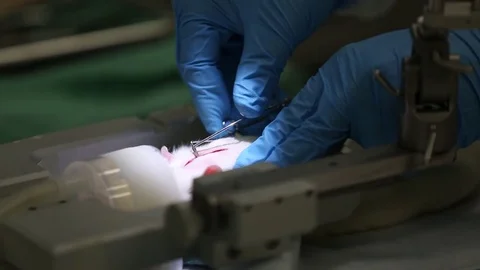 Medical research on mouse Stock Footage 72093328