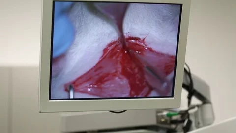 Medical research on mouse Stock Footage 72093460