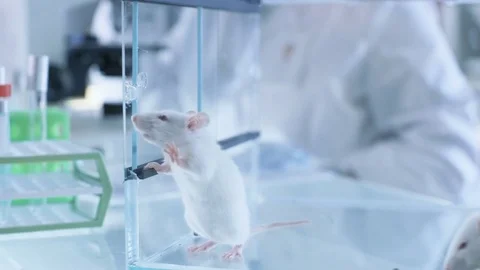 Medical Research Scientist Examines Laboratory Mice and Looks on Tissue Samples  Stock Footage 77829698
