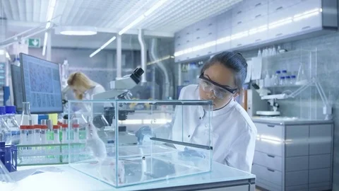 Medical Research Scientist Examines Laboratory Mice and Looks on Tissue Samples  Stock Footage
