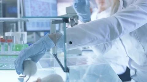 Medical Research Scientist Tests Vaccine Experimental Drug on a Laboratory Mouse Stock Footage