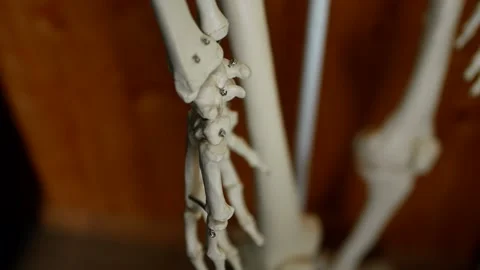 Medical sciences, hand skeleton anatomical model in biology class. Stock Footage 157691168