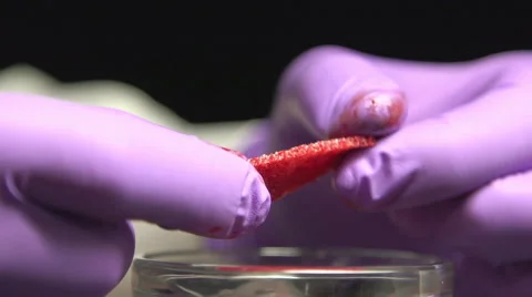 Medical scientists bending a tissue sample Stock Footage 49965237