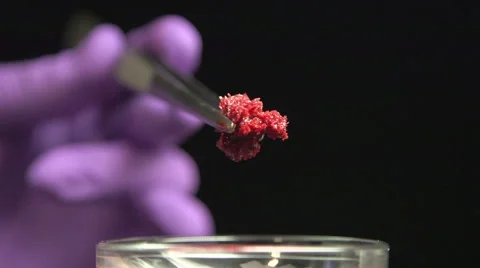 Medical scientists holding a tissue sample Stock Footage 49965174