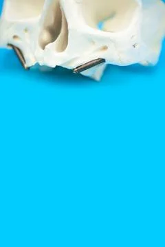 Medical skull pattern with false teeth pins on blue background Stock Photos