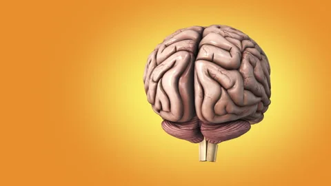 The medical structure of the human brain Stock Footage 242964081