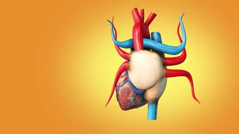 The medical structure of the human heart Stock Footage 242964605