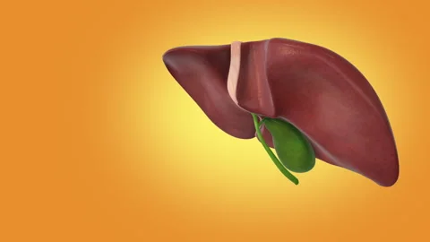 The medical structure of the liver Stock Footage 242965493