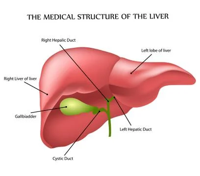 Medical structure of the liver Stock Illustration