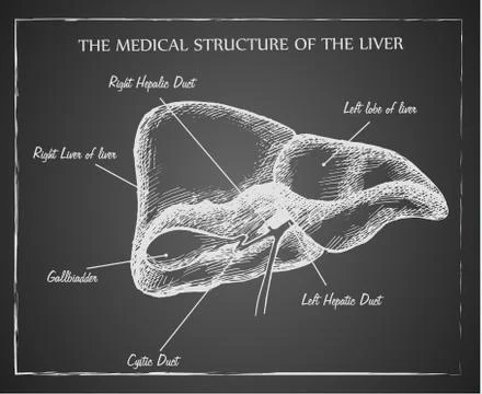 Medical structure of the liver Stock Illustration