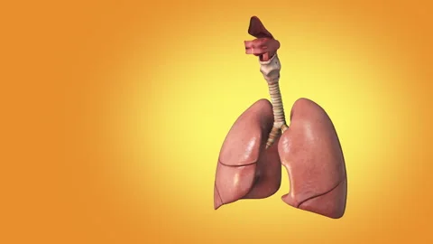 The medical structure of the lungs Stock Footage 243067711