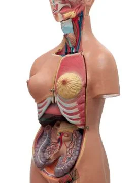 Medical study model of an human torso Stock Photos