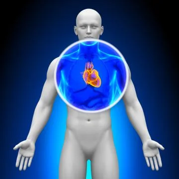 Medical X-Ray Scan - Heart Stock-Illustration