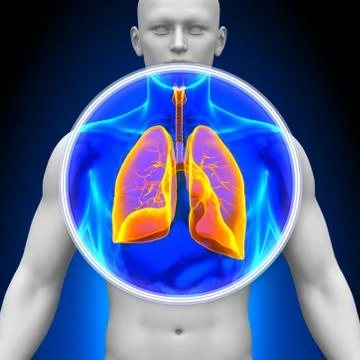 Medical X-Ray Scan - Lungs Stock Illustration