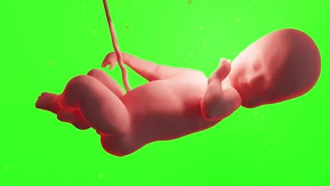 Medically accurate Human fetus inside the womb, Baby, Green background Stock Footage 201684026