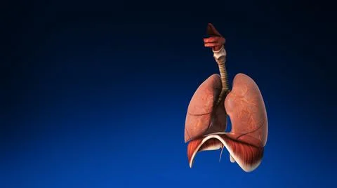 Medically accurate human lungs. Illustration