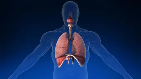 Medically accurate human lungs inside body. Ilustración de archivo