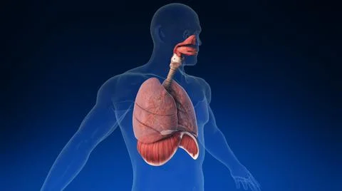 Medically accurate human lungs inside body. Illustrazione stock