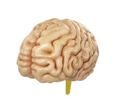 Medically accurate illustration of the brain 3d render Stock Illustration