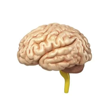 Medically accurate illustration of the brain 3d render Stock Illustration