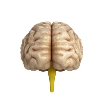 Medically accurate illustration of the brain Stock Illustration