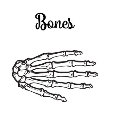 Medically accurate illustration of the hand bones Stock Illustration