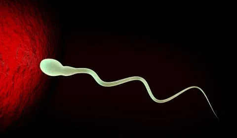 Medically accurate illustration of human sperms and egg Stock Illustration