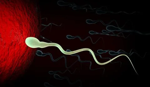 Medically accurate illustration of human sperms and egg Stock Illustration