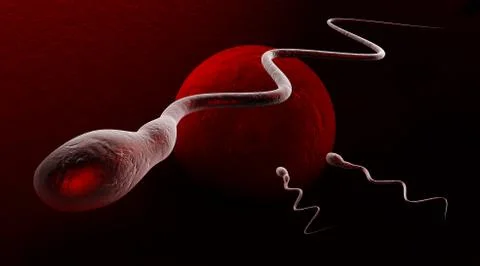 Medically accurate illustration of human sperms and egg Stock Illustration