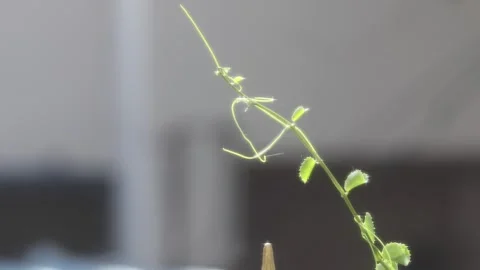 Medicated Plant Stock Footage 311688140