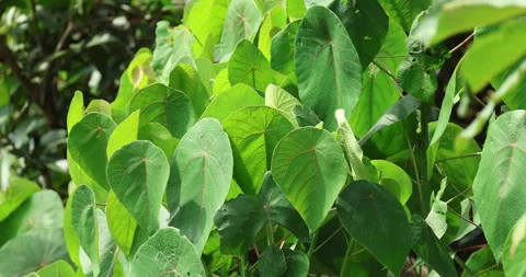 Medicated Plant Stock Footage 320354942