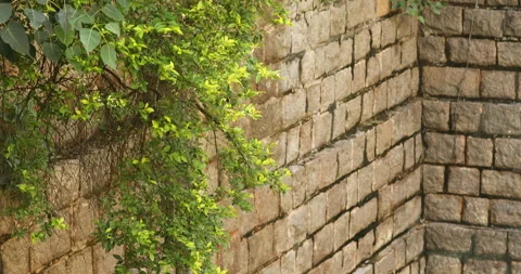 Medicated Plant in a stone wall Stock Footage 288487864