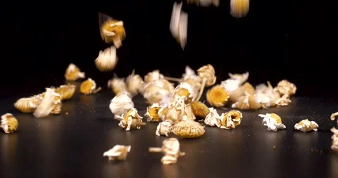 Medicinal Aromatic Plants, Chamomile 스톡 동영상 332936010