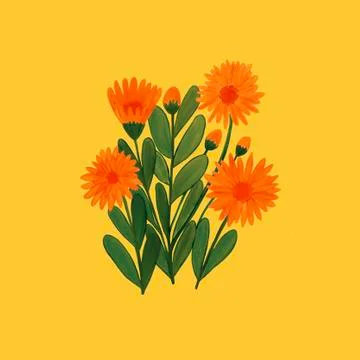 Medicinal calendula on a yellow background Stock Illustration