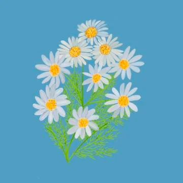 Medicinal chamomile on a blue background Stock Illustration