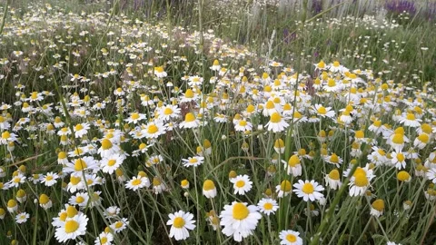 Medicinal chamomile grows in the meadow. Stock Footage 155567916