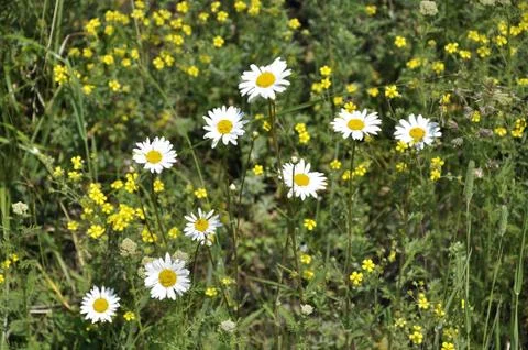 Medicinal chamomile Stock Photos
