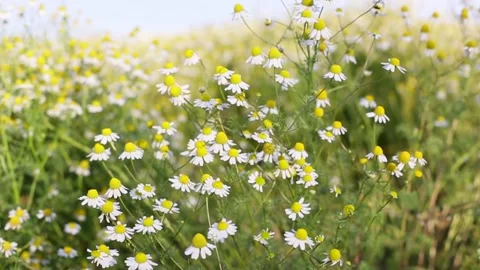 Medicinal chamomile stir in the wind Stock Footage 145679942