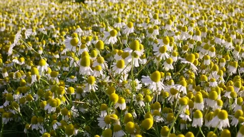 Medicinal chamomile stir in the wind, in summer Stock Footage 145679938