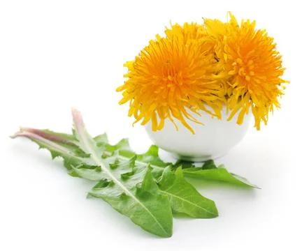 Medicinal dandelion Stock Photos