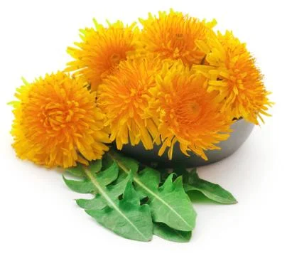 Medicinal dandelion Stock Photos
