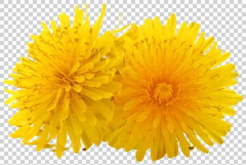 Medicinal dandelion Stock Photos