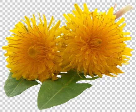 Medicinal dandelion Stock Photos