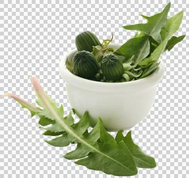 Medicinal dandelion Stock Photos