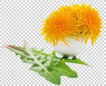 Medicinal dandelion Stock Photos