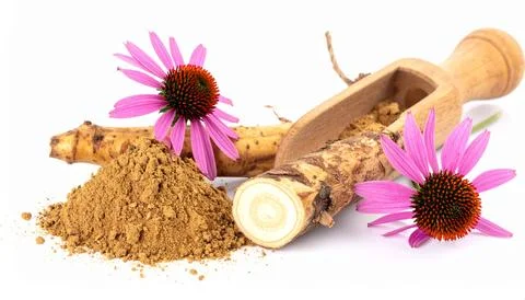 Medicinal Echinacea Root Isolated on White Background, Herbal Plant Extract.. Stock Photos