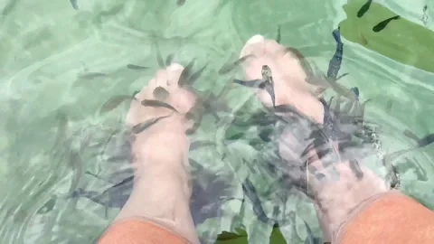 Medicinal Garra rufa fish that do natural leg peeling in the thermal lake Stock Footage 242292557